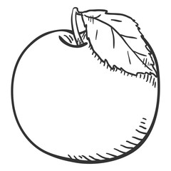 Vector Sketch Apple with a Leaf