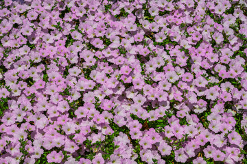Small flowers for decorations in park