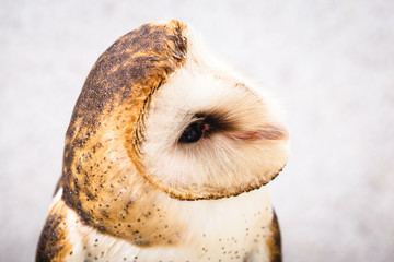 The most common owl species in the world. High resolution photo of an owl.