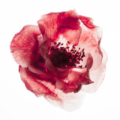 single camellia flower