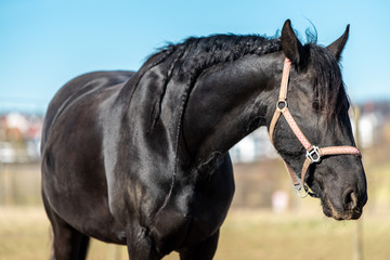 portrait of a black horse with a long mane