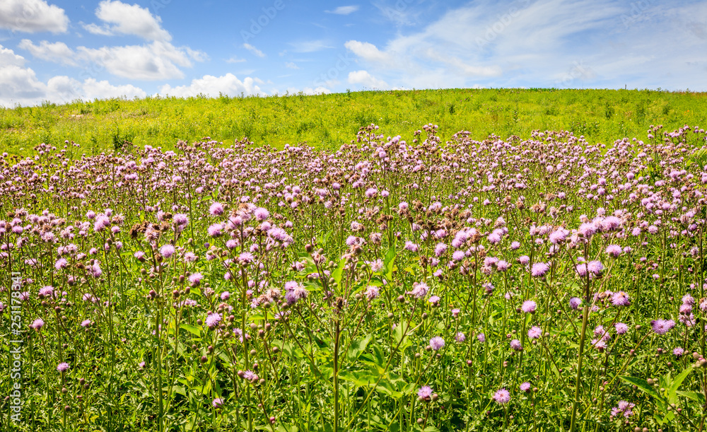 Poster field of wildflowers in kentucky