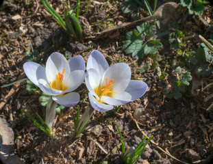 Frühling im Park der Villa Berg, Stuttgart, Deutschland