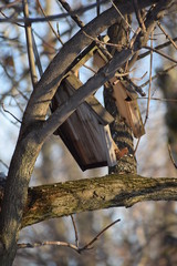 Broken birdhouse on a tree