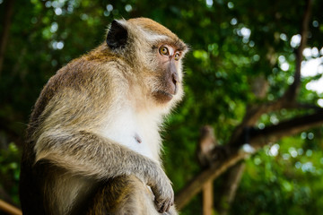 Portrait of a monkey
