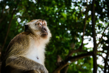 Portrait of a monkey