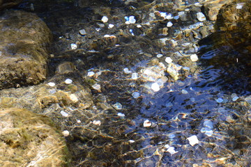 Beautifully shimmering in the water objects (stones, coins)