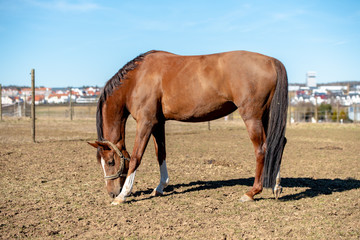 Obraz premium dark brown horse with a black mane on the paddock