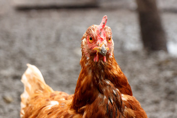 Head of a red home chicken close-up. The beak is smeared in the mud.