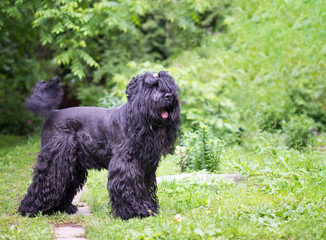 black dog on green grass