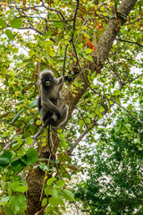 Portrait of a monkey