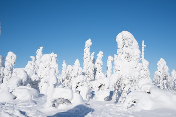 Fototapeta na wymiar Thick snow covered trees on a bright winter day in Koli National Park