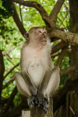 Portrait of a monkey