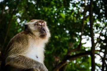 Portrait of a monkey