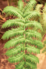 Close up of palm leaves, Abstract green texture background, Vintage tone