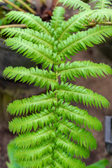 Close up of palm leaves, Abstract green texture background, Vintage tone