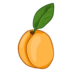 Vector Cartoon Whole Apricot