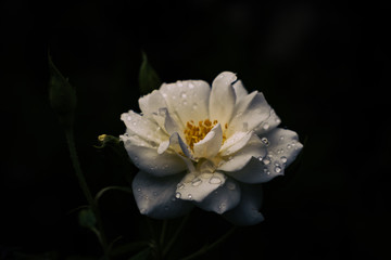 Fototapeta na wymiar An isolated white rose with water drops on its petals