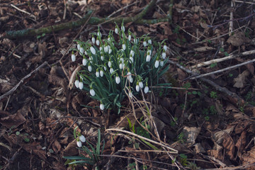 The first spring flowers white snowdrops