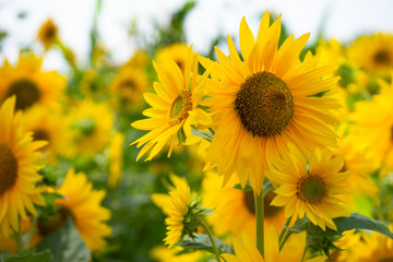 sun flower in the field