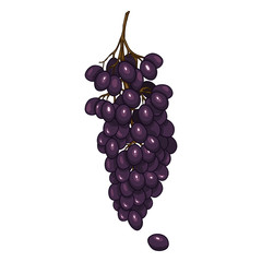 Vector Cartoon Black Grapes Bunch