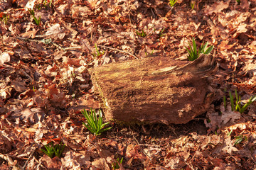 Persistent bluebells