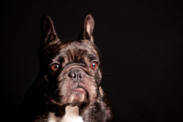 black french bulldog dark background 