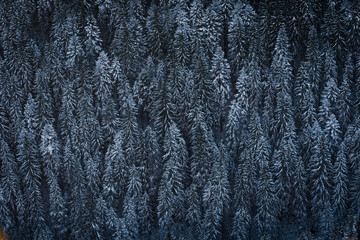 background of snowy trees