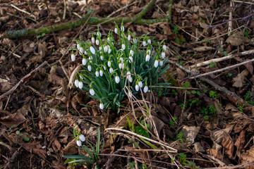 The first spring flowers white snowdrops