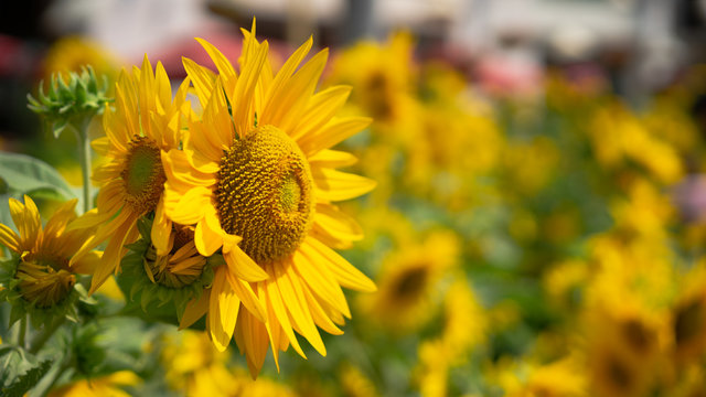 sun flower in the field