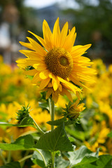 sun flower in the field