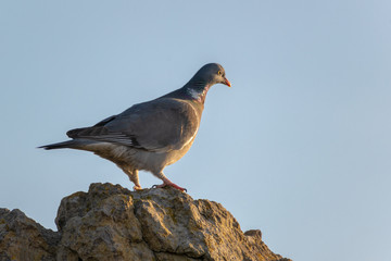 A Woodpigeon on a rock