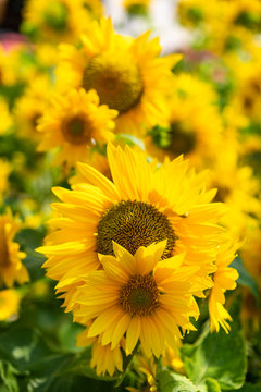 sun flower in the field