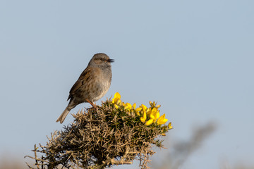 Dunnock singing on a gorse bush