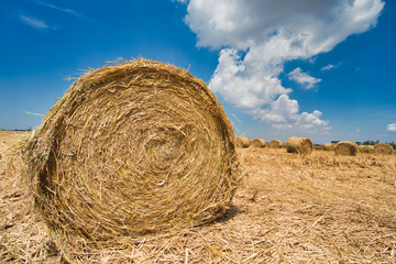 bale of straw in a field