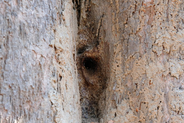 stingless bee hive in tree. insect nest
