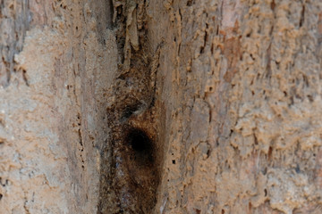 stingless bee hive in tree. insect nest