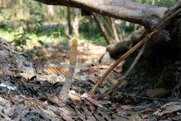 stingless bee hive in tree. insect nest