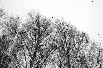 Crows on trees