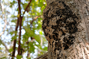 ant insect nest on tree in forest