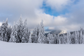 winter landscape with trees and snow