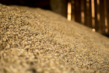 avena grain