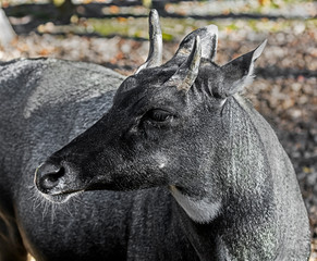 Nilgai antelope male's head. Latin name - Boselaphus tragocamelus	