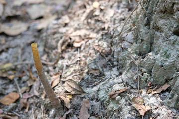 stingless bee hive in tree. insect nest