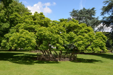 Obraz premium Large decorative magnolia tree in a garden in a summer day, green grass in the foreground, blue sky in the background