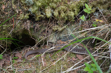 European adder, Vipera berus outside its lair