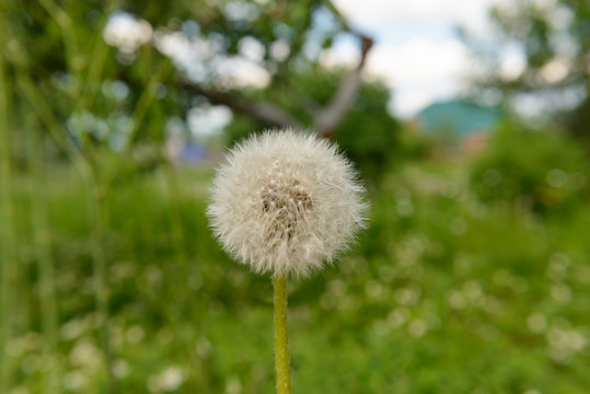 dandelion with fluffy seeds on a green meadow