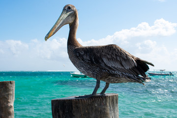 The spot-billed pelican or grey pelican in Puerto Morelos, Mexico. Birds in natural environment 