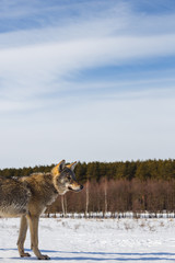 Obraz premium Profile of a gray wolf in a field against a snowy sky and a forest in the distance
