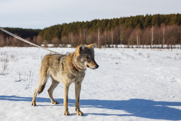 A wolf in winter in a wide field on a leash in the snow against a blue sky. Behind the forest